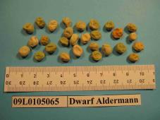 Click for 1 image(s) for this accession. Image